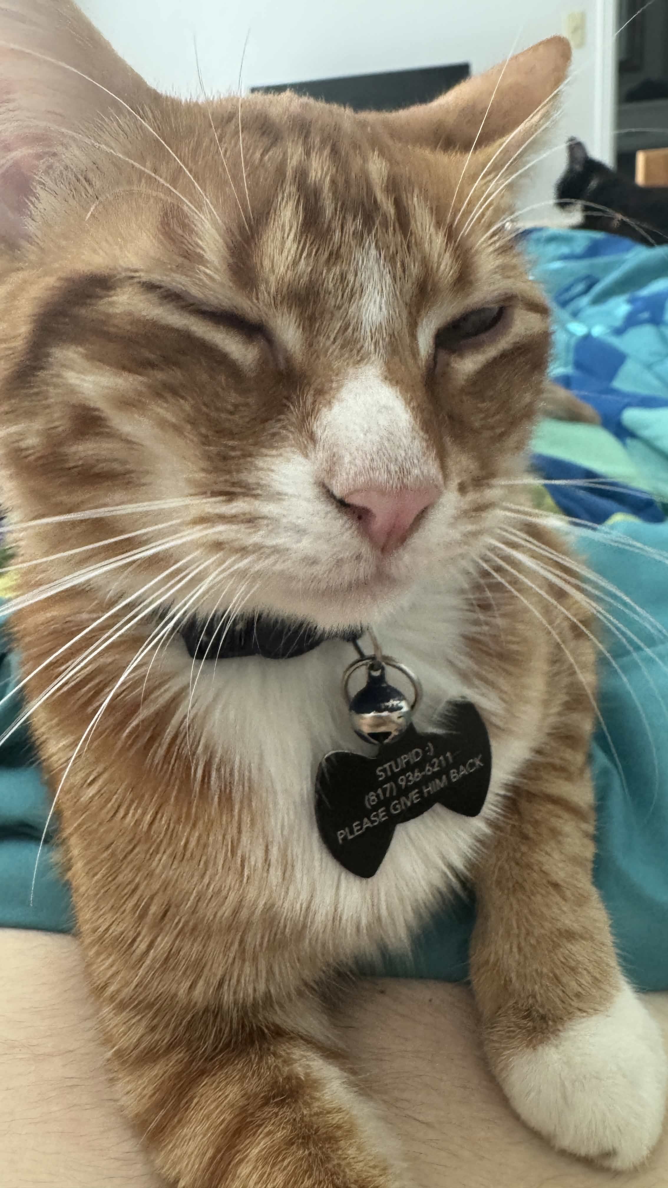 my Orange:tm: cat stupid